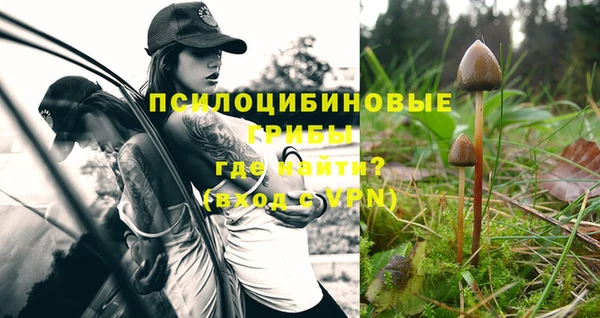 прущие грибы Сосновый Бор