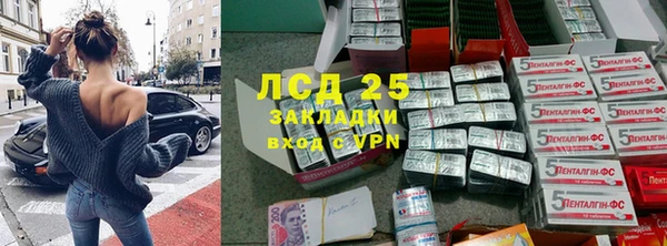 прущие грибы Сосновый Бор